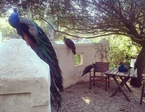 Some peacocks hanging out